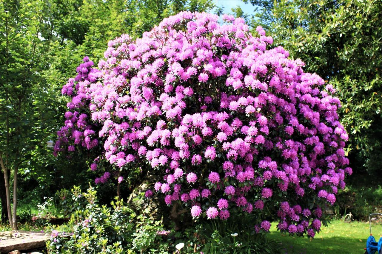 Keryerna Ar C'Haouled "Aux Hortensias" Clevacance Saint-Meen  Экстерьер фото